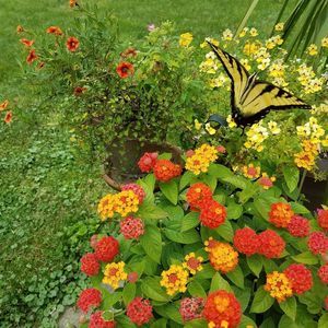 Meet your Posher, Pam